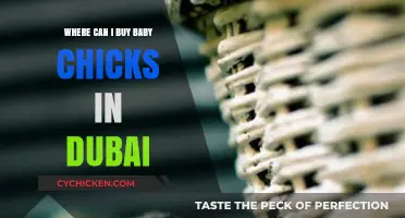 Where to Buy Baby Chicks in Dubai: A Comprehensive Guide