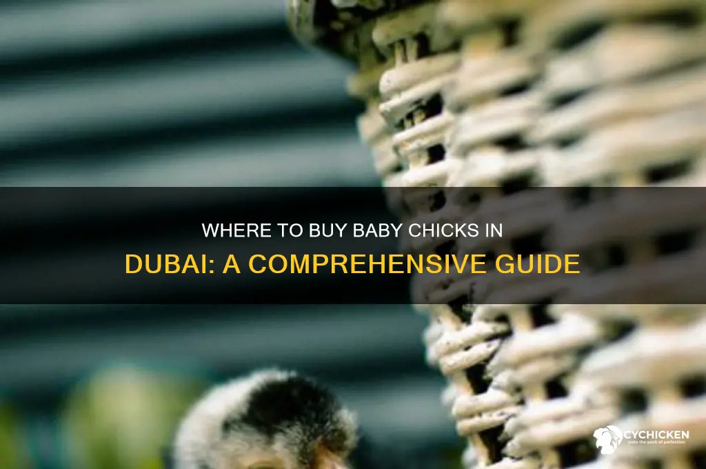 where can i buy baby chicks in dubai