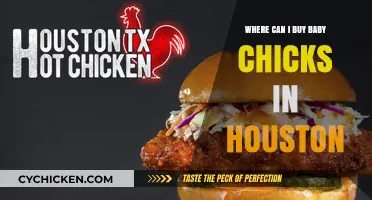 Where to Buy Baby Chicks in Houston: Top Local Sources