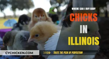 Where to Buy Baby Chicks in Illinois: Top Local Sources