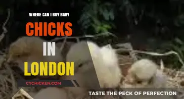 Where to Buy Baby Chicks in London: Top Local Sources