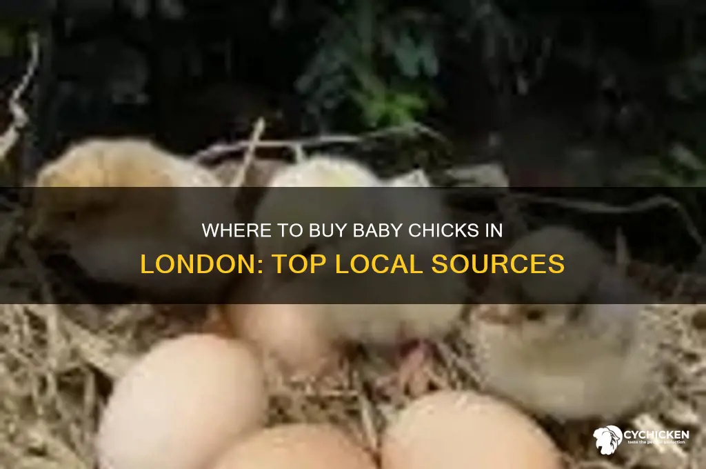 where can i buy baby chicks in london