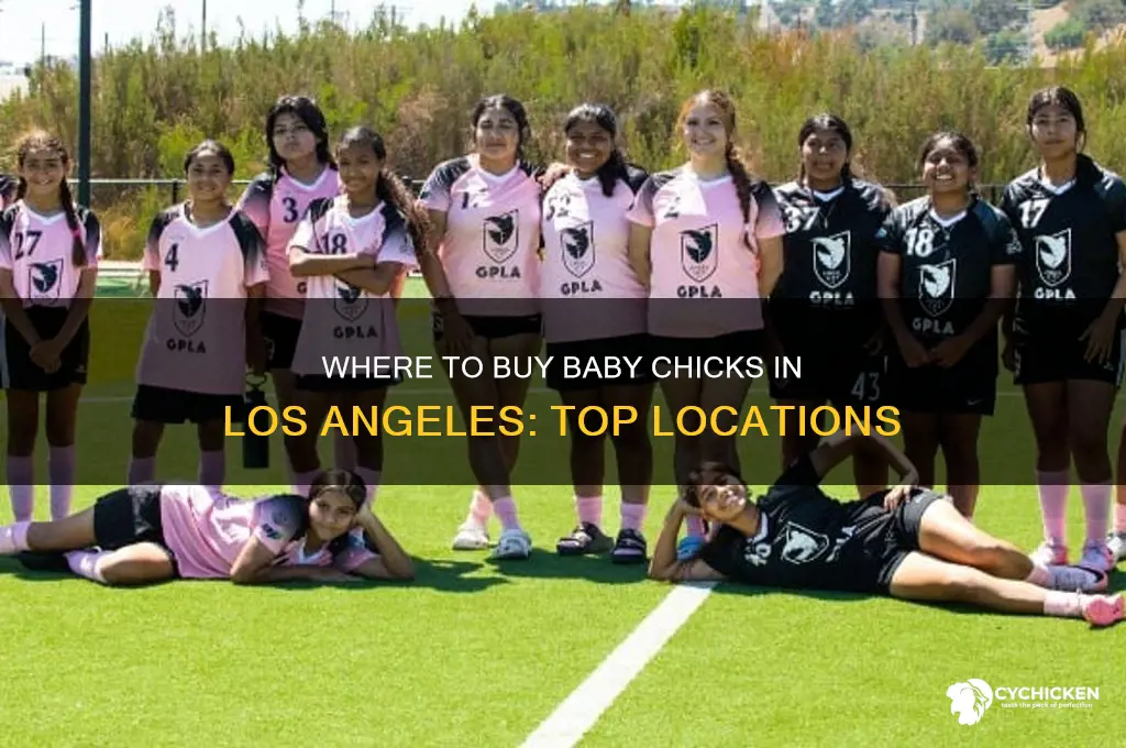 where can i buy baby chicks in los angeles