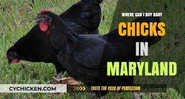 Maryland's Best Sources for Buying Baby Chicks: A Local Guide