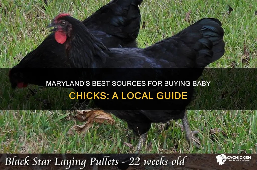 where can i buy baby chicks in maryland