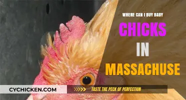 Where to Buy Baby Chicks in Massachusetts: Top Local Sources