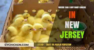 Where to Buy Baby Chicks in New Jersey: Top Locations