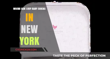 Where to Buy Baby Chicks in New York: Top Locations