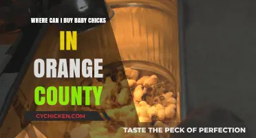 Where to Buy Baby Chicks in Orange County: Top Locations