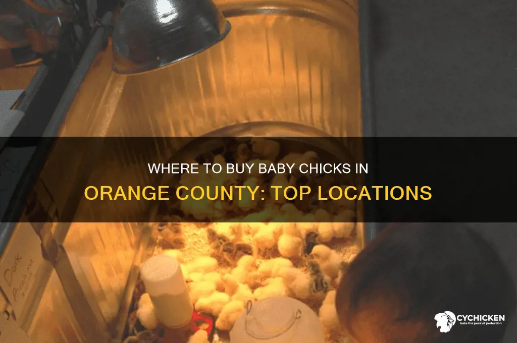 where can i buy baby chicks in orange county