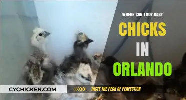 Where to Buy Baby Chicks in Orlando: Top Local Sources