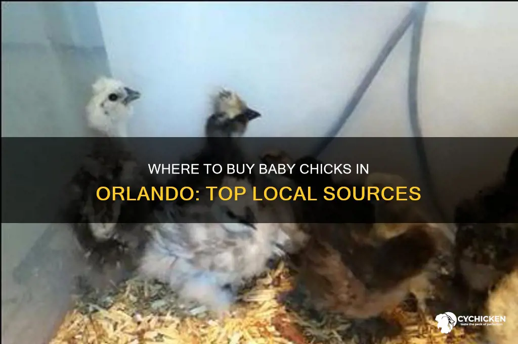where can i buy baby chicks in orlando