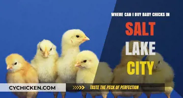 Where to Buy Baby Chicks in Salt Lake City: Top Locations