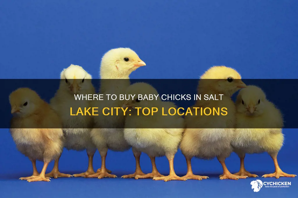 where can i buy baby chicks in salt lake city