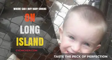 Where to Buy Baby Chicks on Long Island: Top Locations