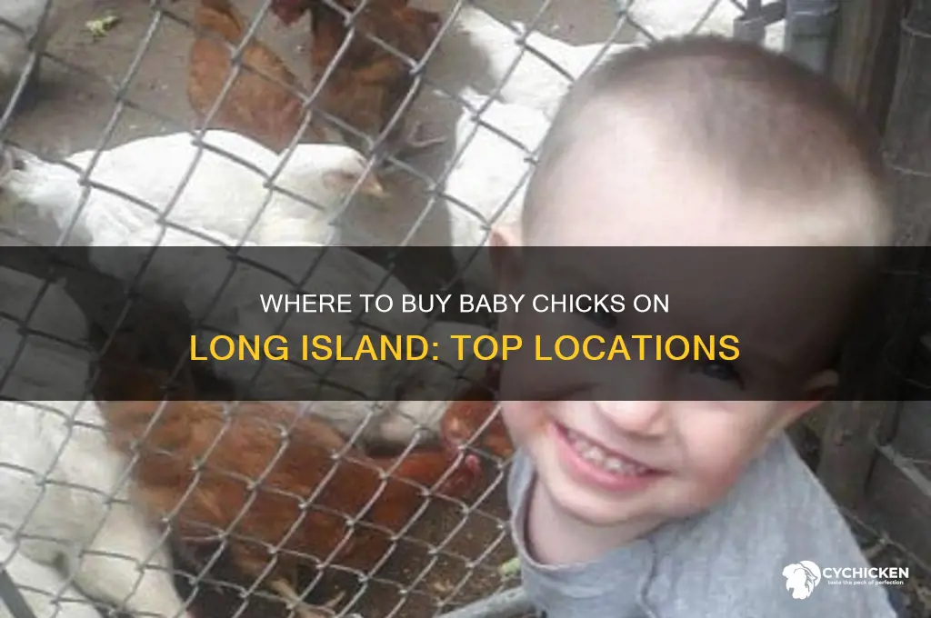 where can i buy baby chicks on long island