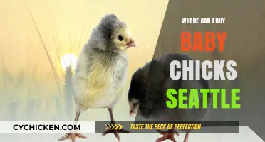 Where to Buy Baby Chicks in Seattle: Top Local Sources