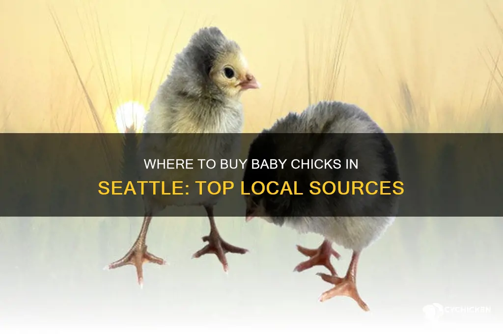 where can i buy baby chicks seattle