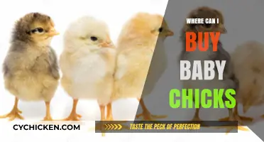 Where to Buy Baby Chicks: Top Sources and Tips for New Owners