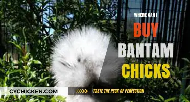 Best Places to Purchase Healthy Bantam Chicks for Your Flock