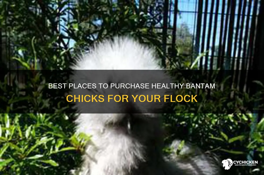 where can i buy bantam chicks