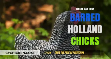 Where to Buy Barred Holland Chicks: Top Sources and Tips