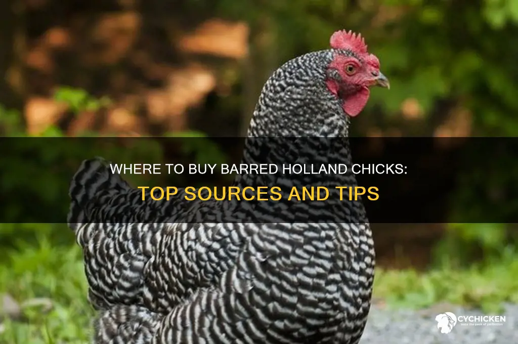 where can i buy barred holland chicks