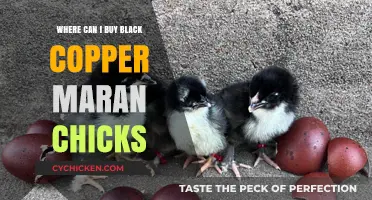 Where to Buy Black Copper Marans Chicks: Top Sources and Tips