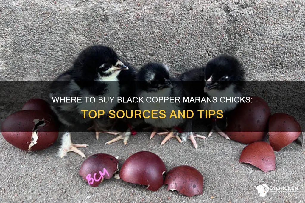 where can i buy black copper maran chicks