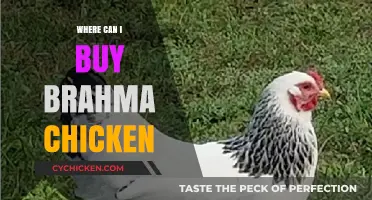 Where to Buy Brahma Chickens: Top Sources and Tips