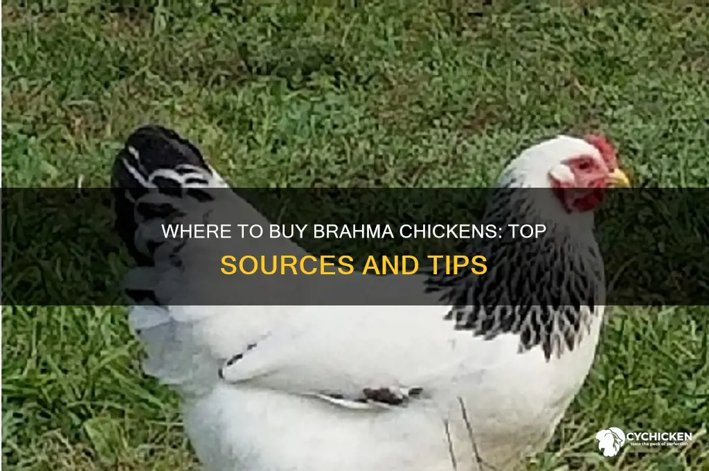 where can i buy brahma chicken