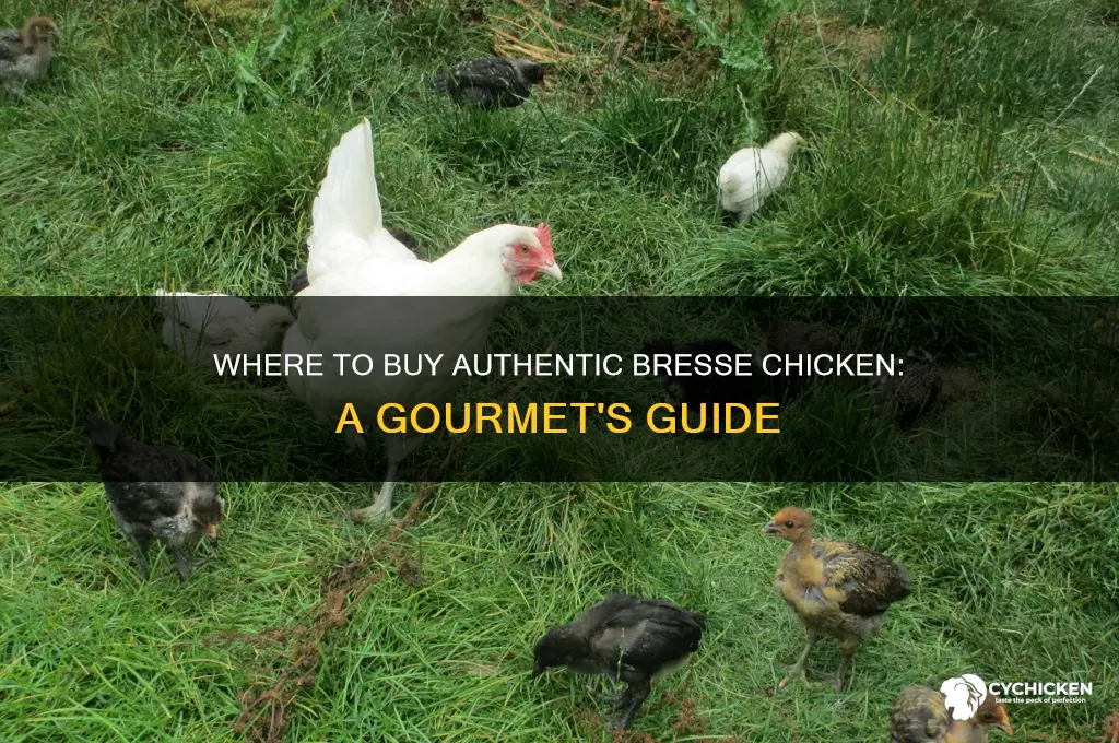 where can i buy bresse chicken