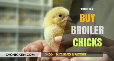 Where to Buy Broiler Chicks: Top Sources and Tips