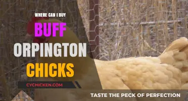 Where to Buy Buff Orpington Chicks: Top Sources and Tips