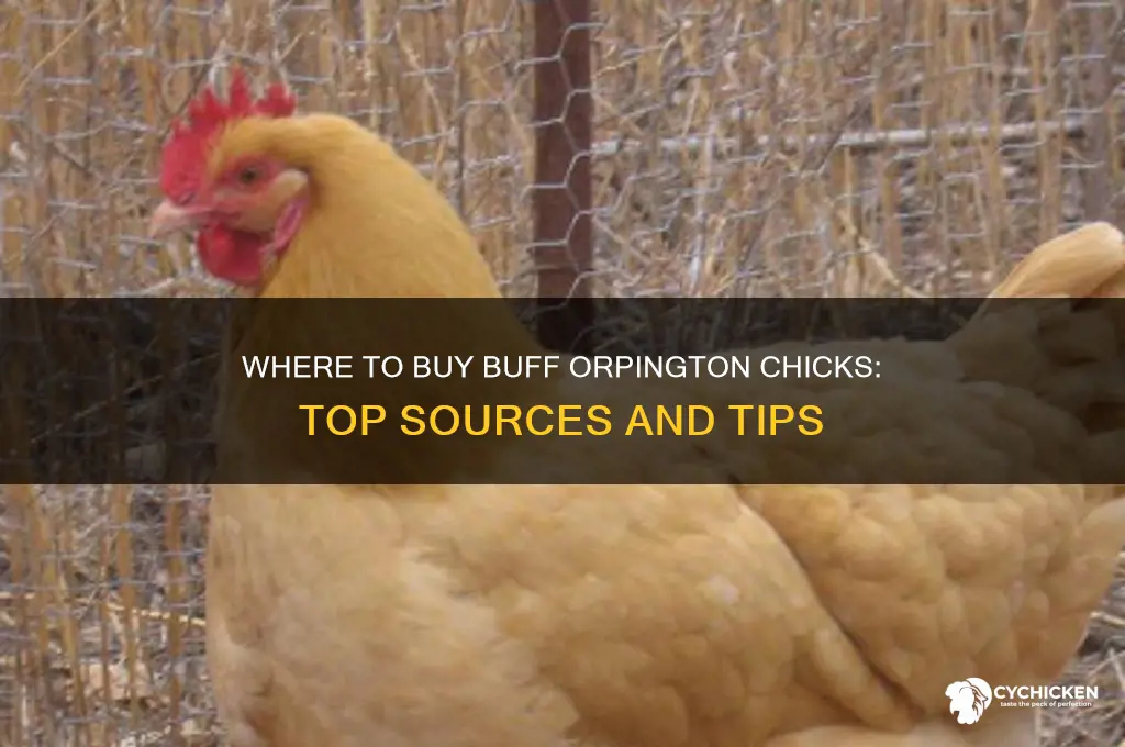 where can i buy buff orpington chicks
