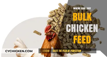 Top Sources to Purchase Affordable Bulk Chicken Feed Online & Locally