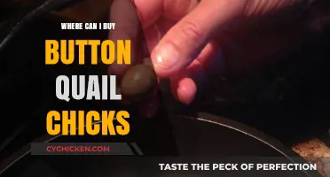 Where to Buy Button Quail Chicks: Top Sources and Tips