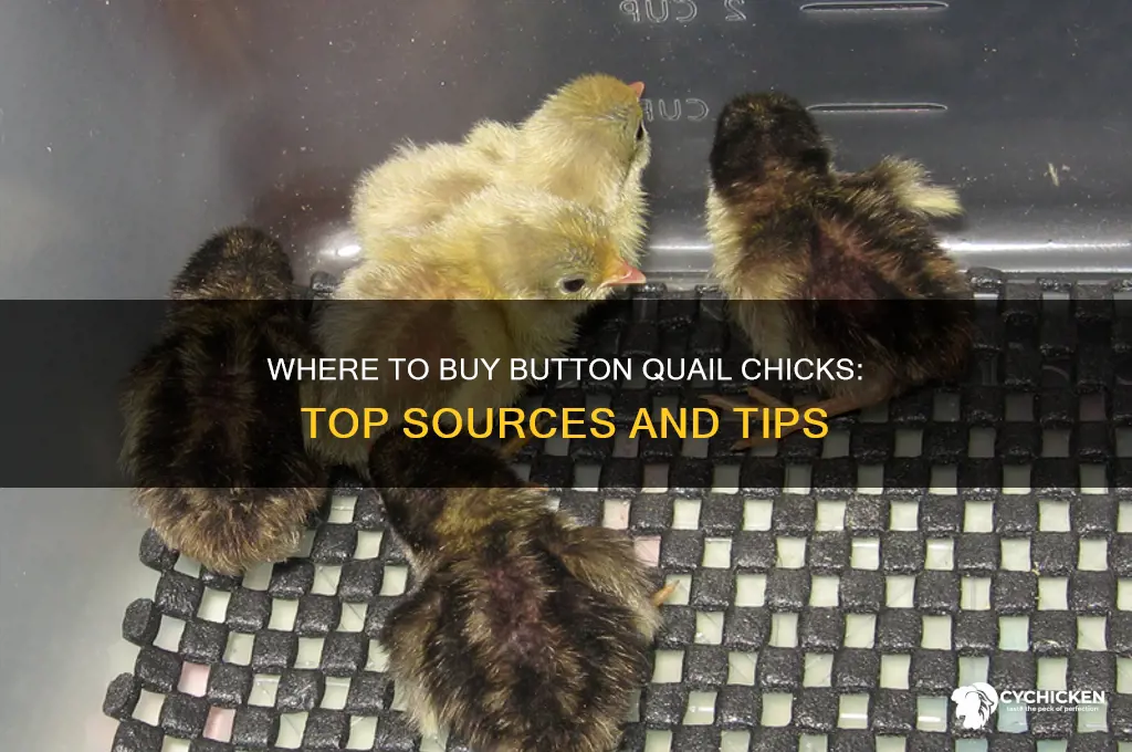 where can i buy button quail chicks