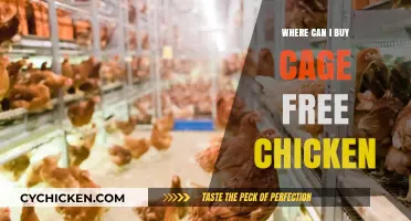 Where to Buy Cage-Free Chicken: Ethical and Sustainable Options