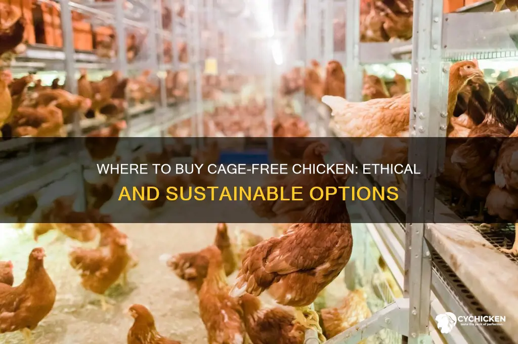 where can i buy cage free chicken