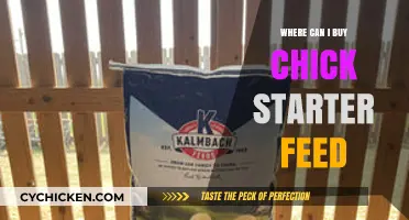 Where to Buy Chick Starter Feed: Top Retailers and Online Options