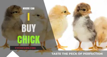 Where to Buy Chicks: Top Sources for Healthy Poultry