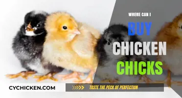 Where to Buy Chicken Chicks: Top Sources for Healthy Poultry