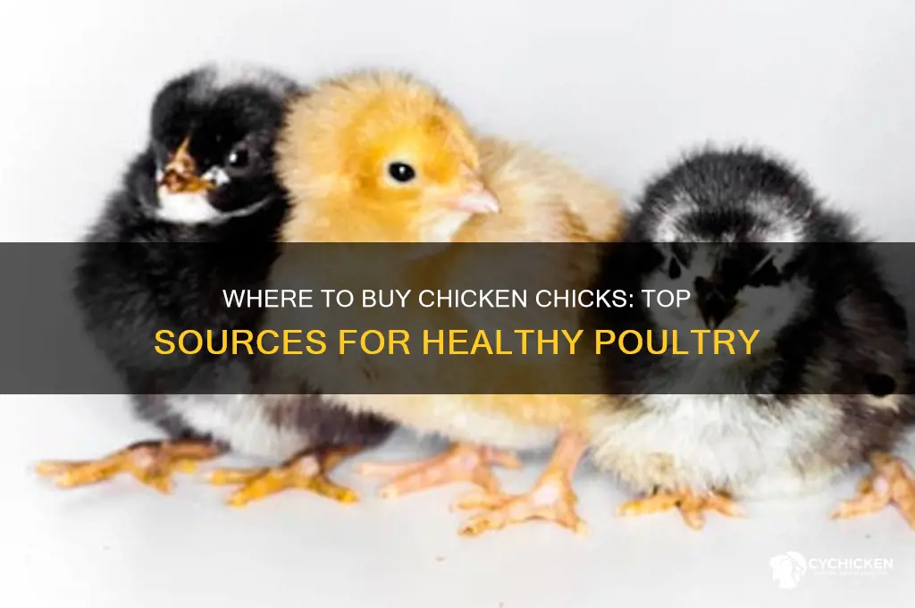 where can i buy chicken chicks