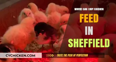 Best Places to Buy Chicken Feed in Sheffield: A Local Guide