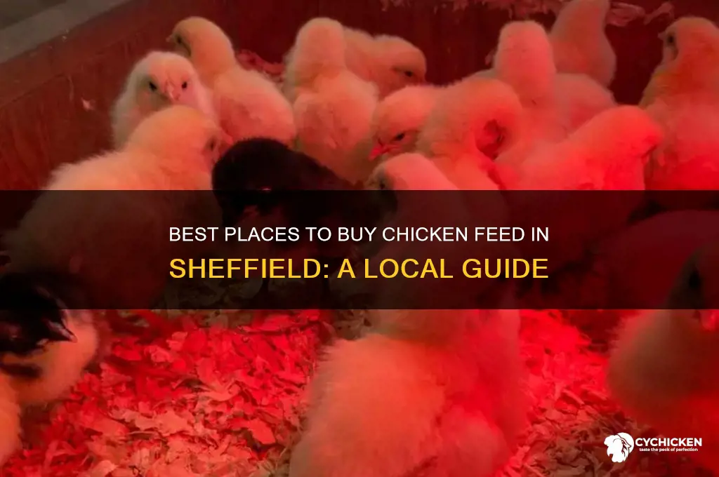 where can i buy chicken feed in sheffield