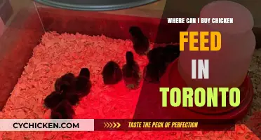 Top Toronto Stores for Quality Chicken Feed Supplies