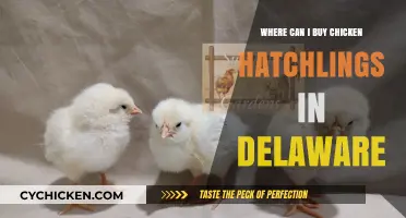 Delaware Chicken Hatchlings: Where to Buy Your Flock Locally