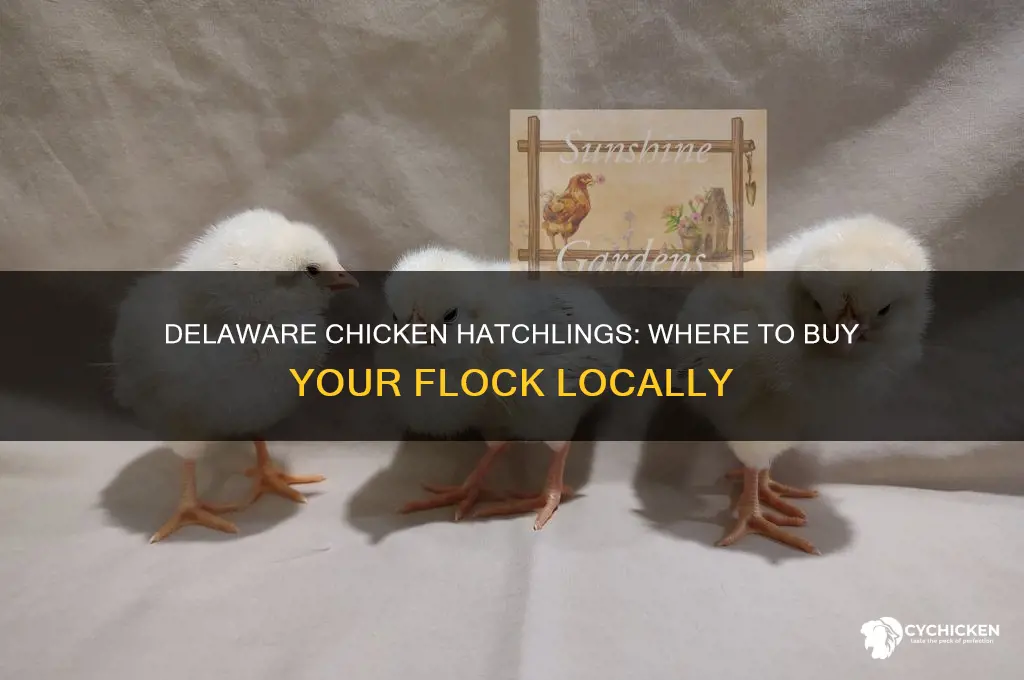 where can i buy chicken hatchlings in delaware