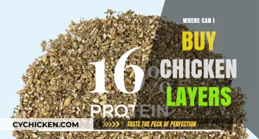 Where to Buy Chicken Layers: Top Sources for Healthy Hens